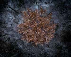 from above