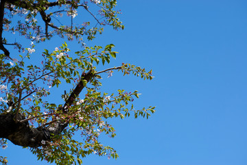 葉桜・散り際