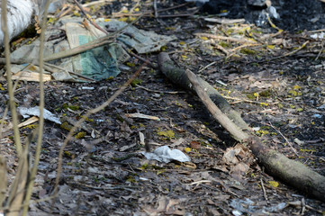 Garbage in the spring forest. The problem of ecology and pollution of nature