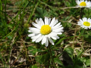 Gaensebl&uuml;mchen im Gras