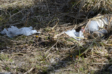 Garbage in the spring forest. The problem of ecology and pollution of nature