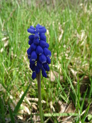 Traubenhyzinthe im Grün