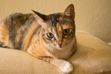 Cat looking cute for the camera. A cute little cat close up.  Cat is looking at camera.