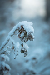 Dry plant covered with snow