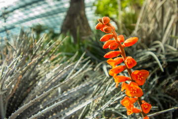 close up orange flower with tree branch in dome garden.