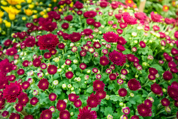 Obraz premium close up green leaves and colorful flower on sunshine day.