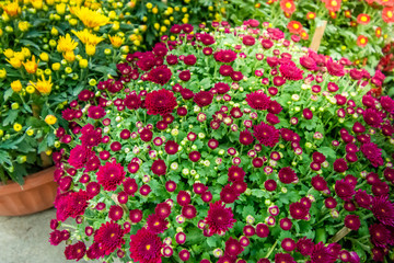 close up green leaves and colorful flower on sunshine day.