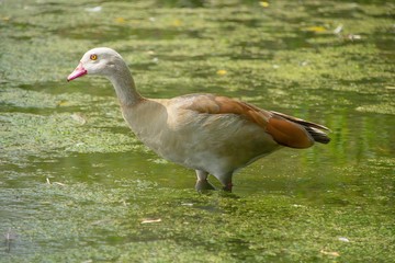 Goose Wading In Attenborough Nature Reserve
