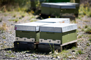 Bee