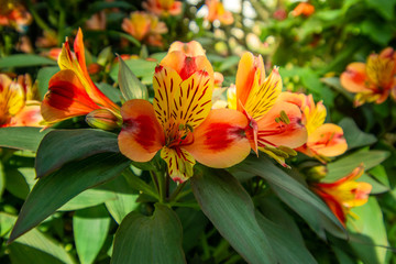 view garden green leaves and orange flower on sunshine day.