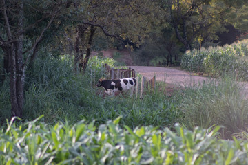 boi e vaca na pastagem