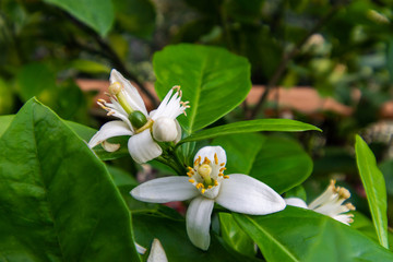 view garden green leaves and flower on sunshine day.