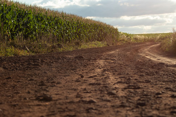 Obraz premium estrada de terra na fazenda