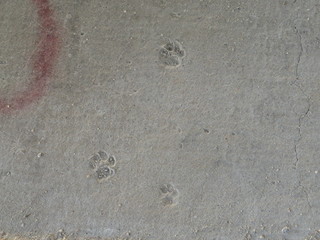 Abdrücke von Tierpfoten im Beton