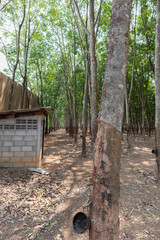 Rubber tree or Hevea brasiliensis at Thailand