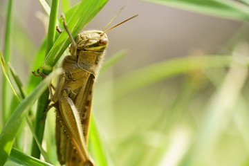 A grasshopper on a grass 