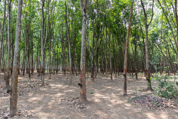 Rubber tree or Hevea brasiliensis at Thailand
