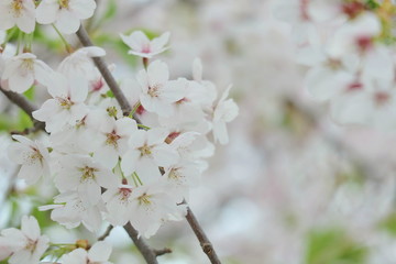 Closeup of cherry blossom festival in south korea, Flowers of spring season, Symbol of asia