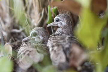 Pair of chicks zebra dove in the nest, selective focus and free space for text.