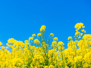 菜の花