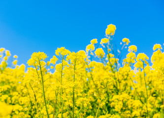 菜の花