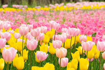 チューリップ