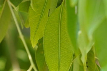 green leaves of tree