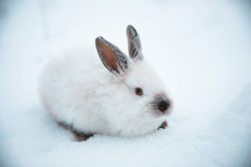 white rabbit on snow