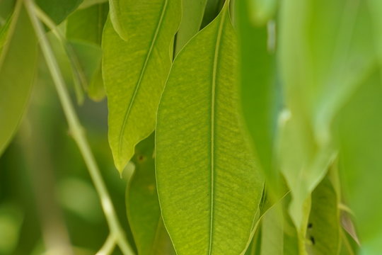 green leaves of tree