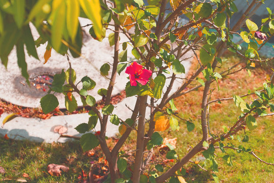red autumn leaves