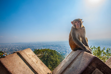 Monkey at Swayambhunath Stupa, overlooking Kathmandu, Nepal