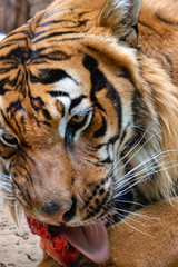 Portrait of the Tiger malayan, tigris panthera jacksoni eat fresh blooding meat.