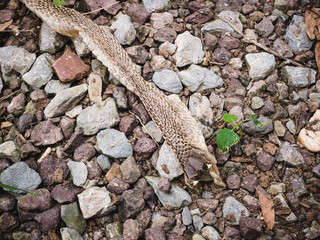Top view. Snake molting at the rock
