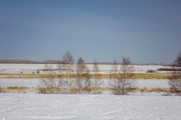 black and white birch trees against a dry snowy winter valley under a clear blue sky