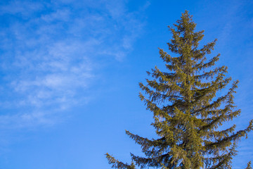 yellow green conifer trees against a blue sky with white clouds