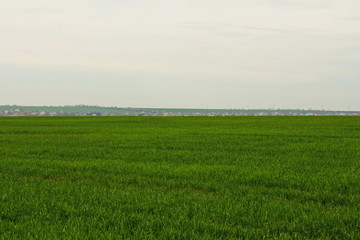 Obraz premium green field and blue sky