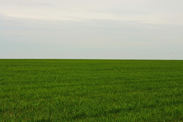 Obraz na płótnie Canvas field of green grass and blue sky