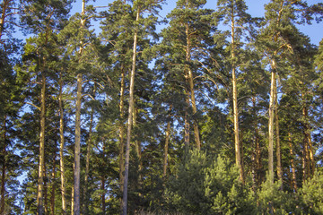 forest high green coniferous trees against a clean blue sky