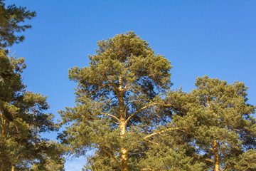 yellow green conifer trees on a background of clear dark blue sky