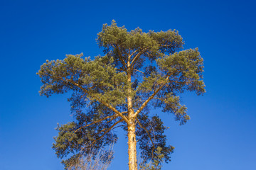 yellow green conifer tree on the background of clear dark blue sky bottom view