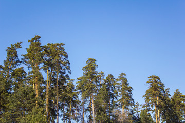 crowns of tall green coniferous trees against a clear blue sky