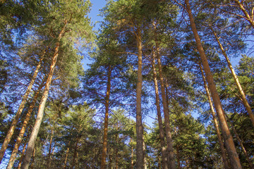 long and flat trunks of green coniferous trees on the background of a clear blue sky, the bottom view of the crown