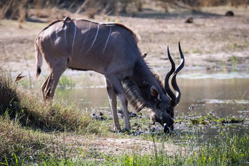 Kudu by the water