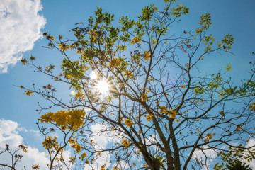 Tree with yellow flowers tabebuia chrysotricha