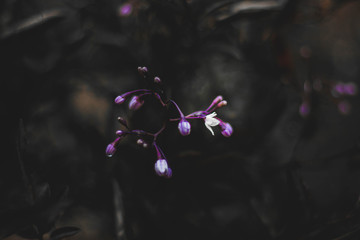 Fototapeta premium Flores moradas