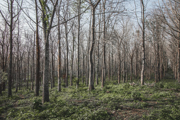 Naturaleza verde