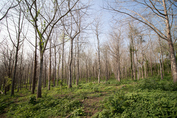 Naturaleza verde