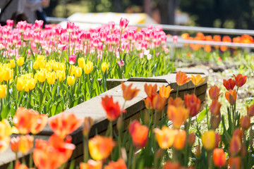 チューリップ祭り2019