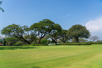 Tree on the green hill
