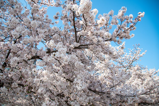 Cherry blossoms at Maizuru Park